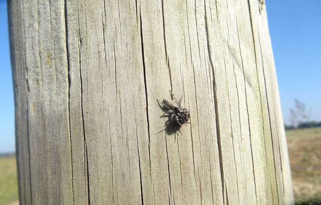 catture: Menemerus taeniatus e Sarcophagidae